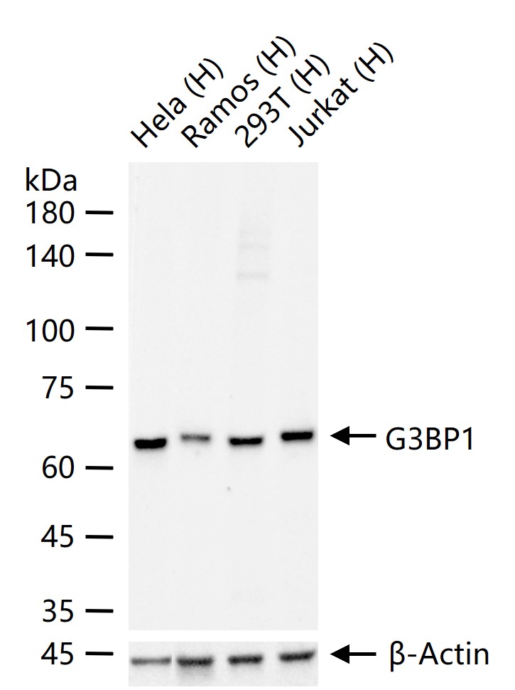 G3BP1 Recombinant Mouse mAb (一抗) - WB,Flow-Cyt,ICC/IF | Bioss