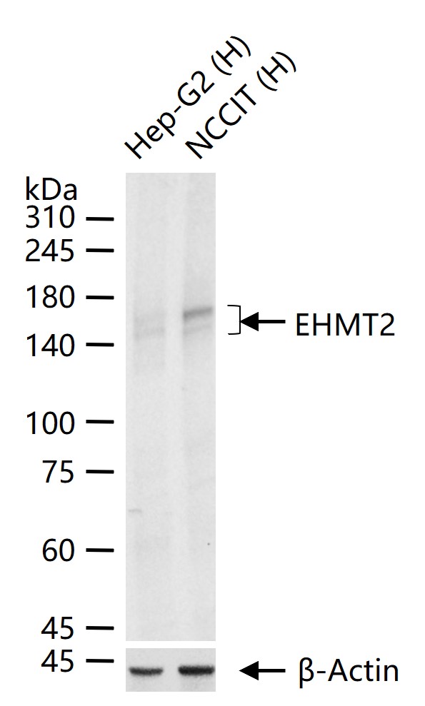 EHMT2重组兔单抗