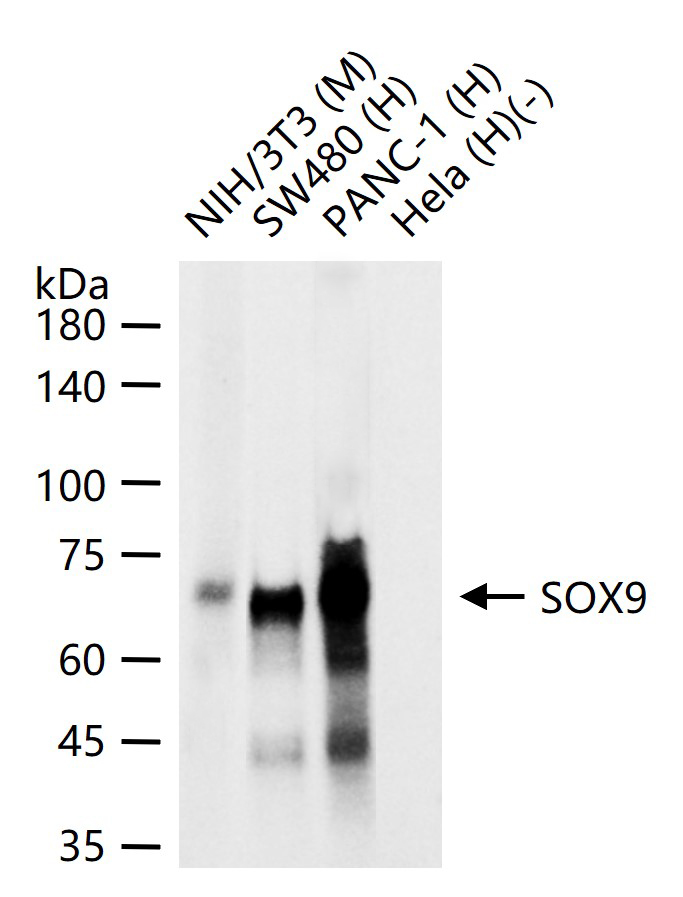 转录因子SOX9蛋白重组兔单抗