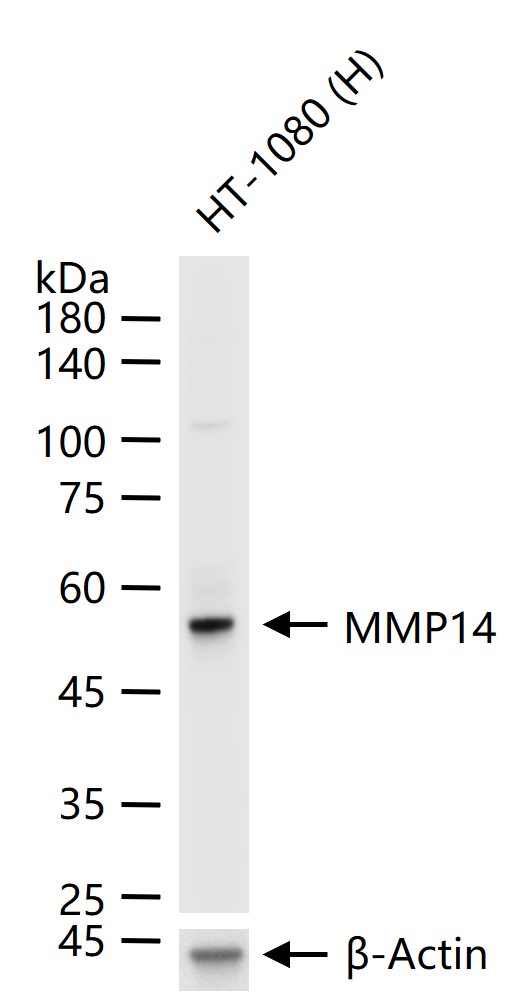 基质金属蛋白酶-14重组兔单抗