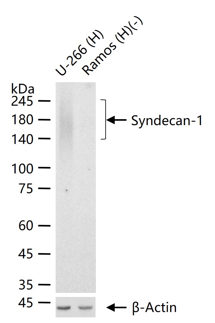 Syndecan-1  mAb (一抗) - WB,IHC-P,IHC-F,IF | Bioss