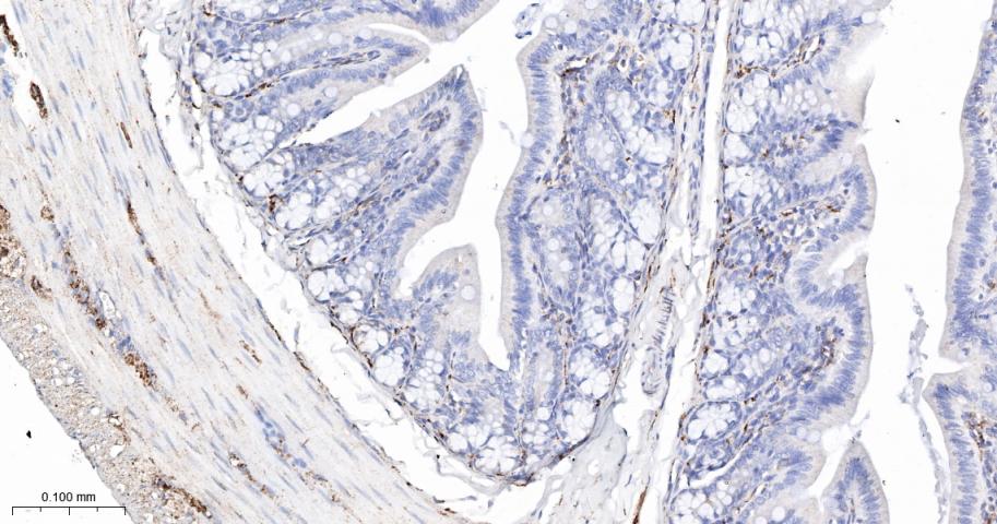 突触小泡蛋白P38重组兔单抗