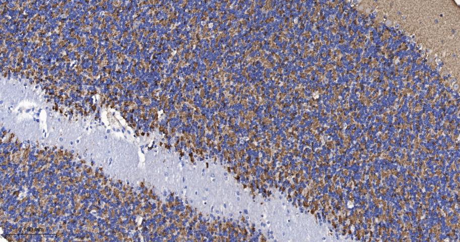 突触小泡蛋白P38重组兔单抗