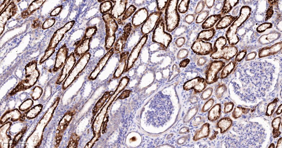 A-Raf重组兔单抗