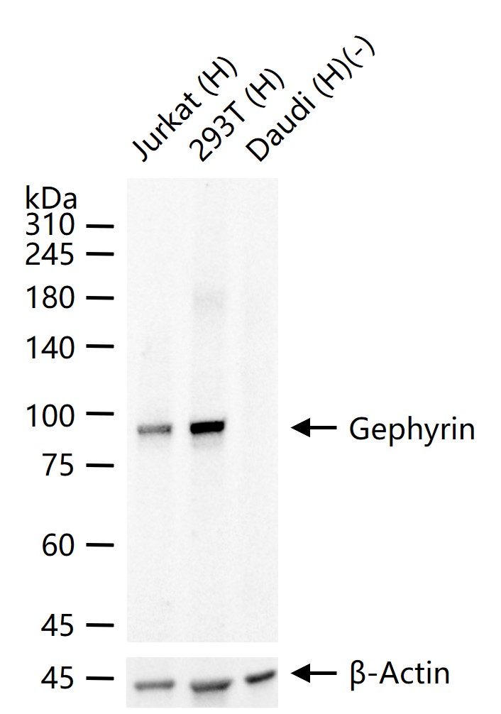 Gephyrin Recombinant Rabbit mAb (一抗) - WB | Bioss