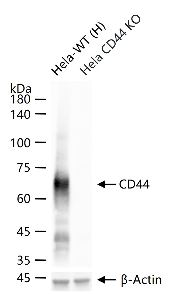 CD44单克隆抗体-bsm-51065M