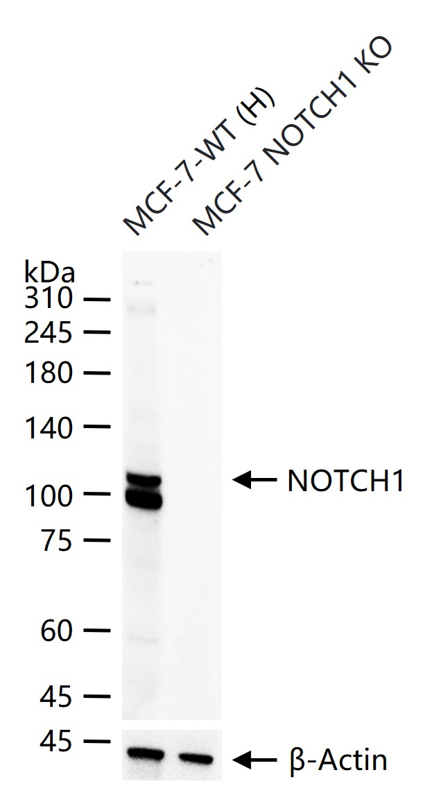 跨膜受体蛋白Notch-1重组兔单抗