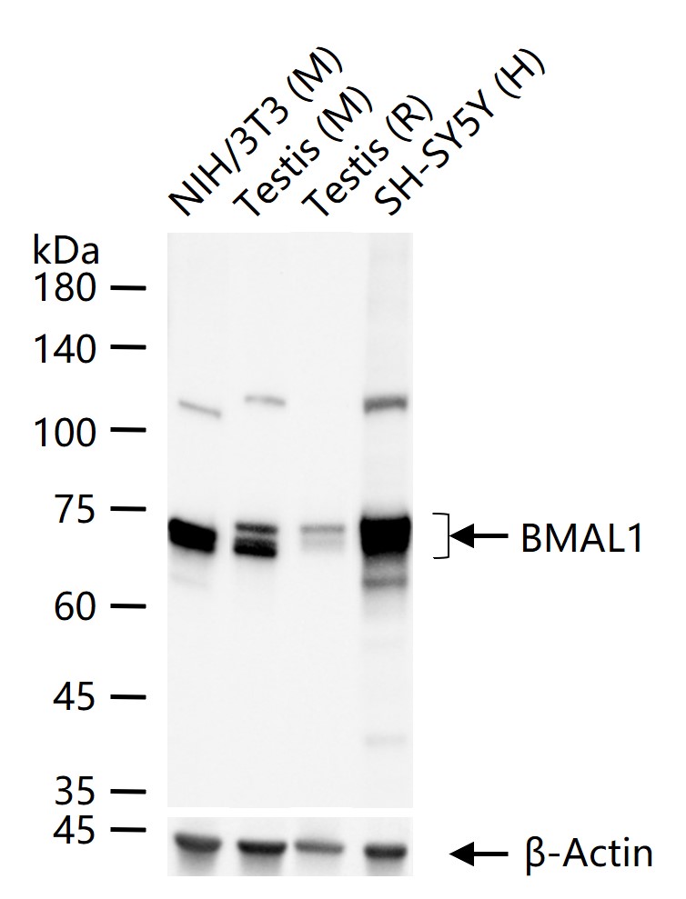 芳香烃受体核转录蛋白样1重组兔单抗