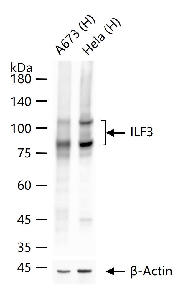 白细胞介素增强子结合因子3重组兔单抗