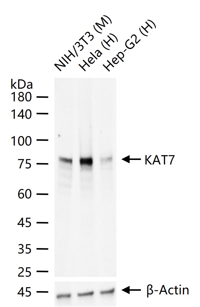 组蛋白乙酰转移酶KAT7重组兔单抗