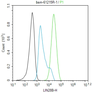 RNA结合蛋白LIN28B重组兔单抗