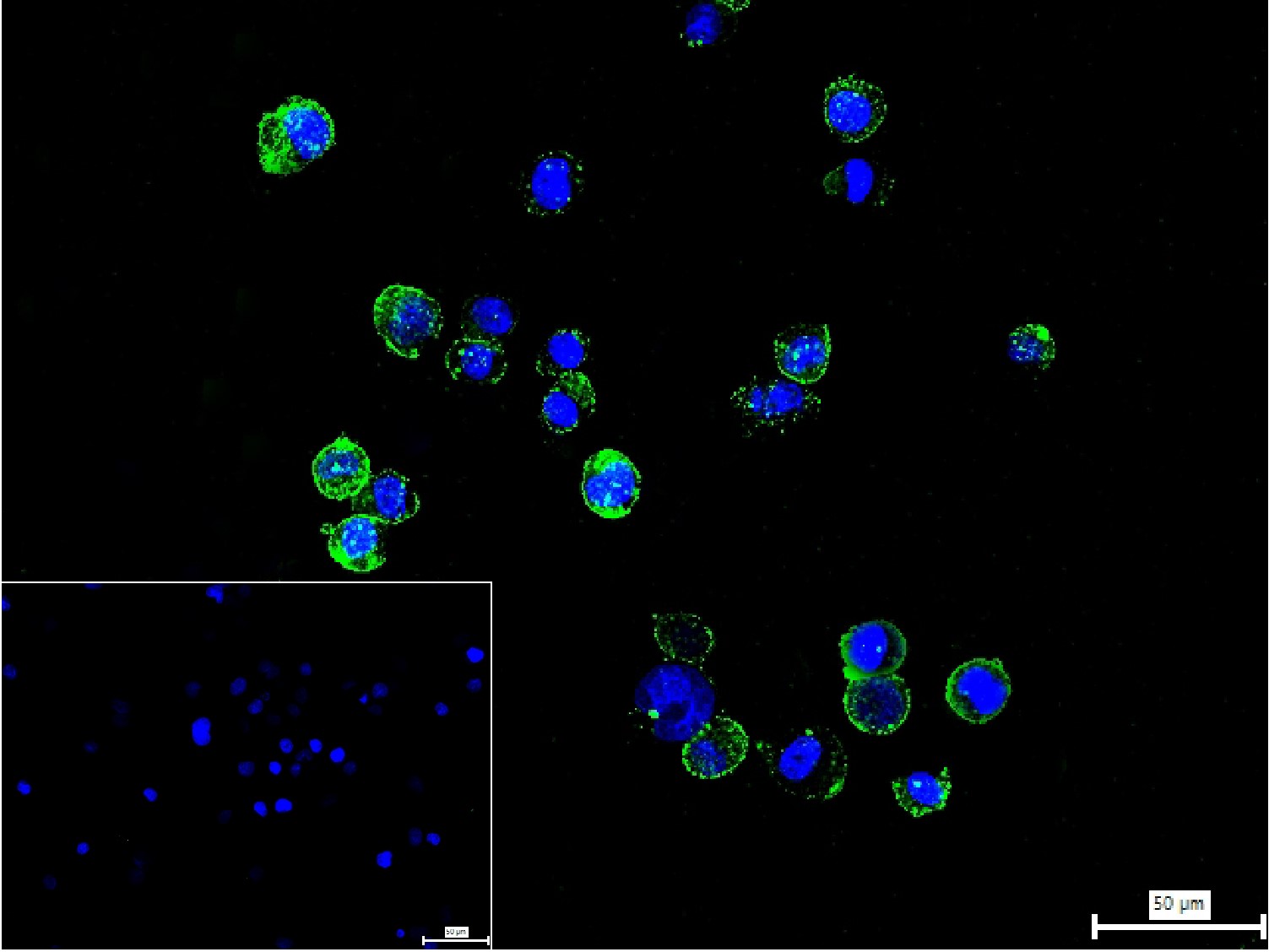 CD86抗体-bs-25849R