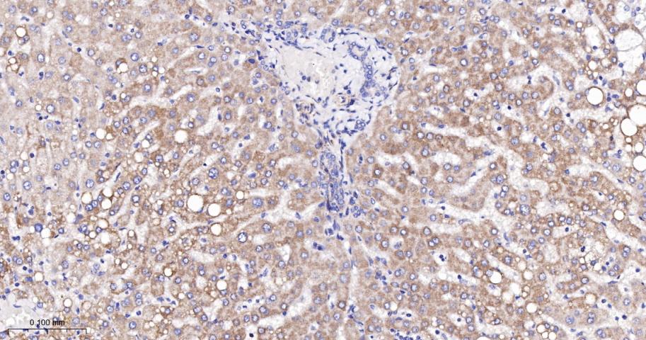 NDUFC2蛋白重组兔单抗