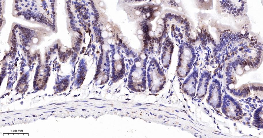 核糖核酸结合蛋白1重组兔单抗-bsm-60550R