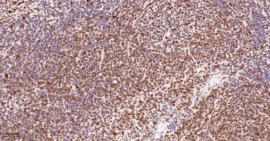 核糖核酸结合蛋白1重组兔单抗-bsm-60550R