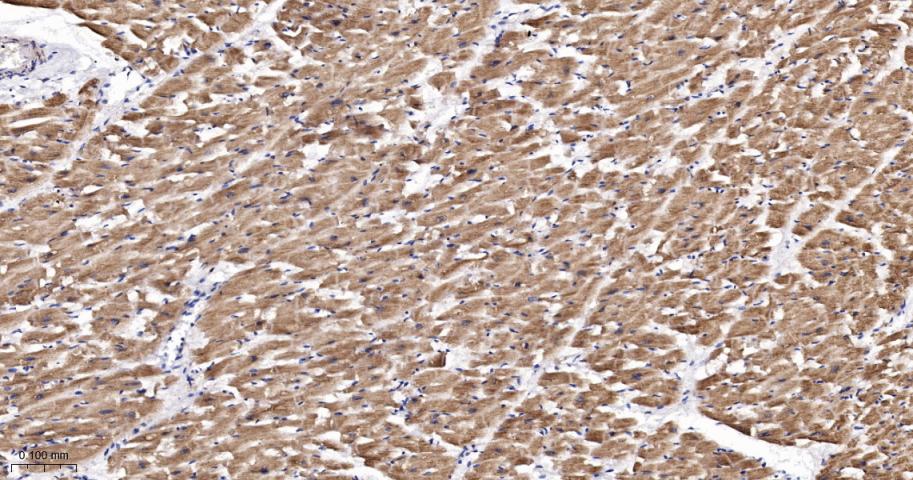 NDUFC2蛋白重组兔单抗