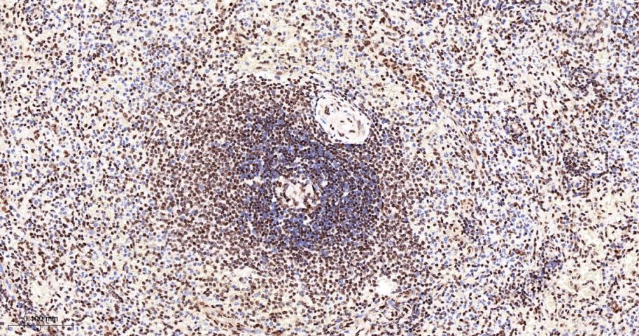 核糖核酸结合蛋白1重组兔单抗-bsm-60550R