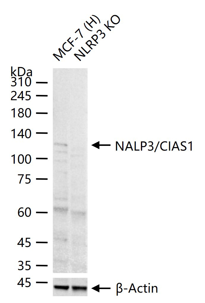 细胞凋亡诱导蛋白NALP3抗体-bs-10021R