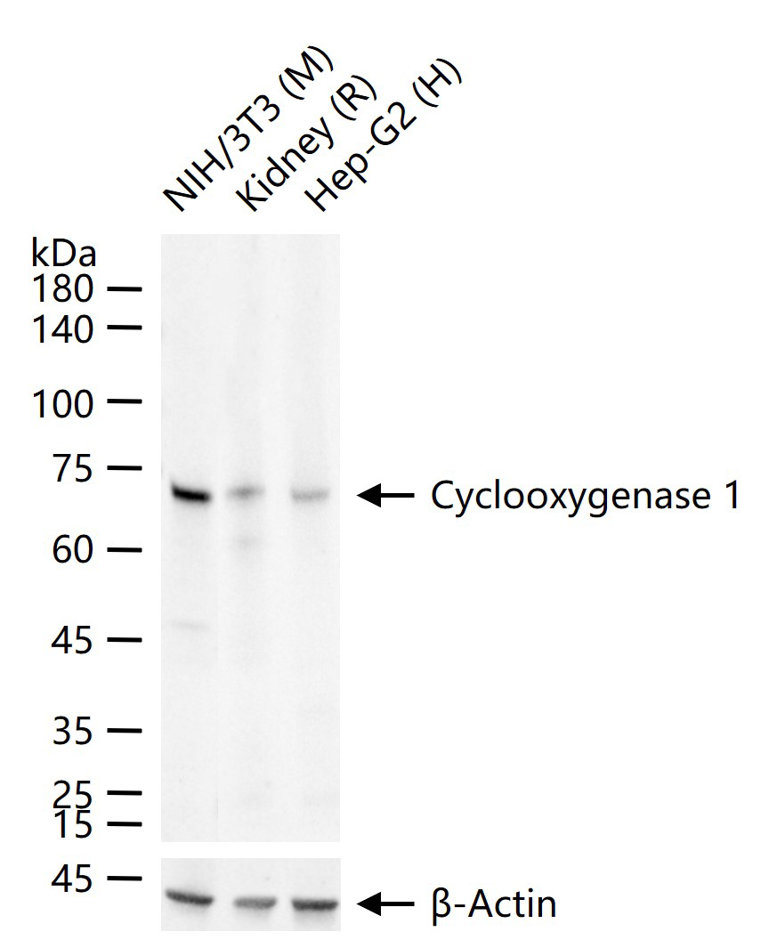 前列腺素氧化环化酶1重组兔单抗