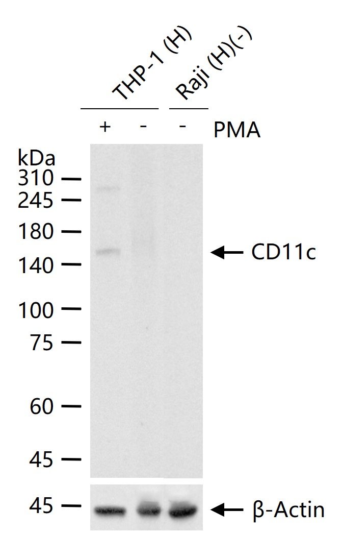 整合素αX重组兔单抗