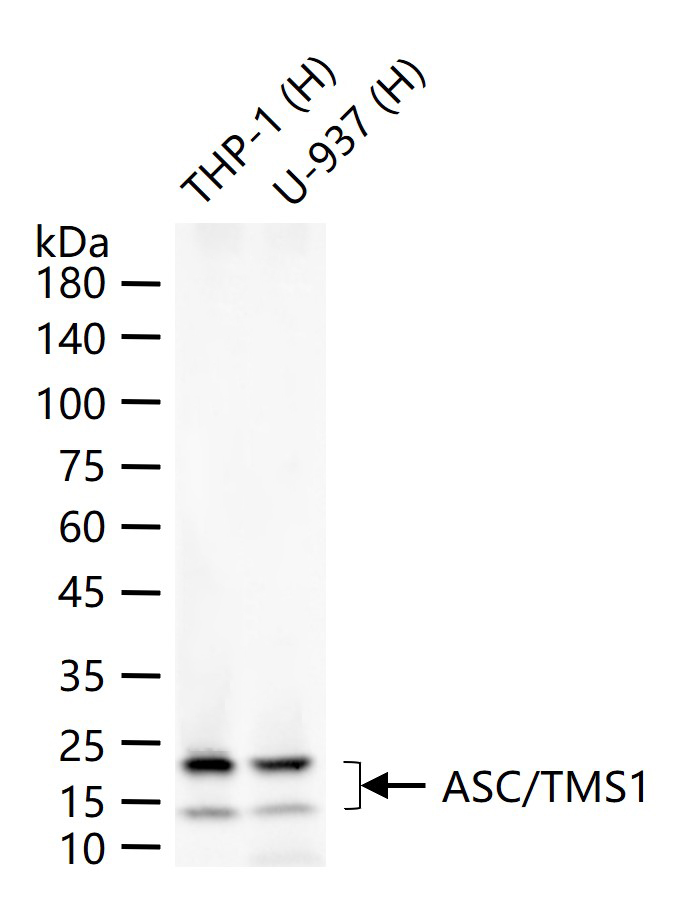 凋亡相关斑点样蛋白ASC重组兔单抗
