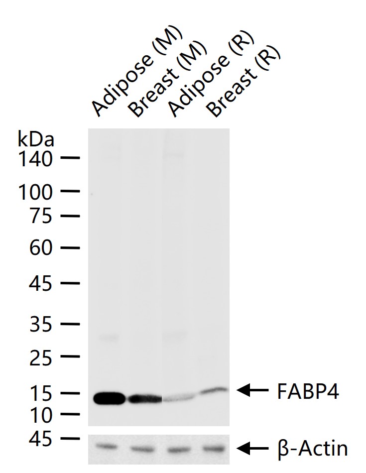 脂肪细胞型脂肪酸结合蛋白4重组兔单抗