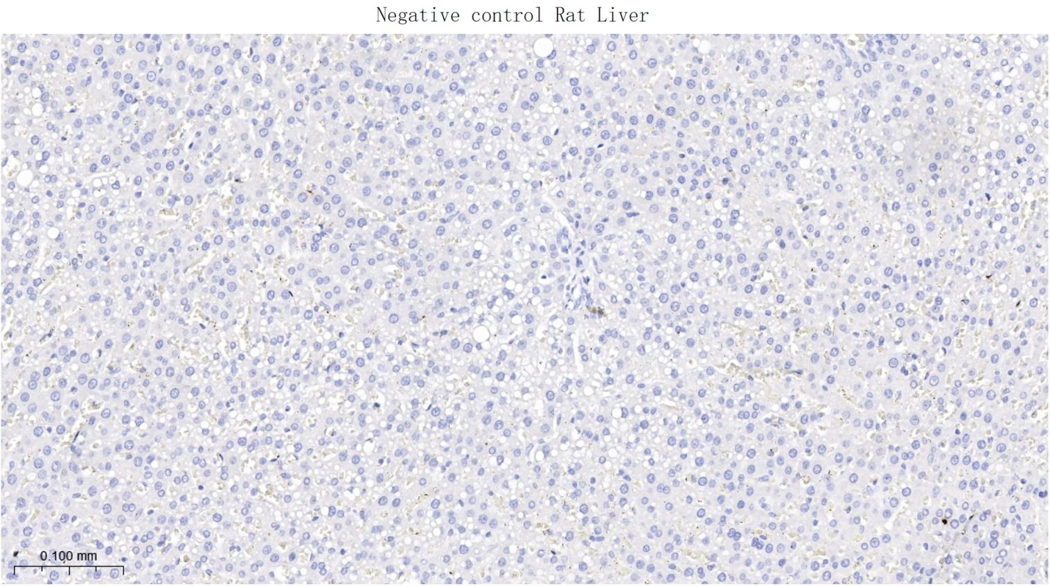 谷氨酸受体1重组兔单抗