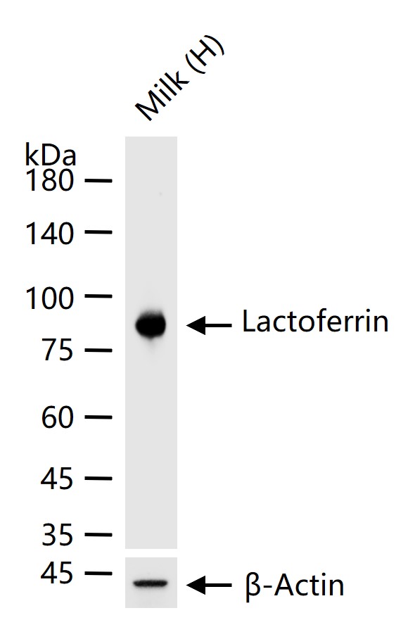 乳铁蛋白重组兔单抗