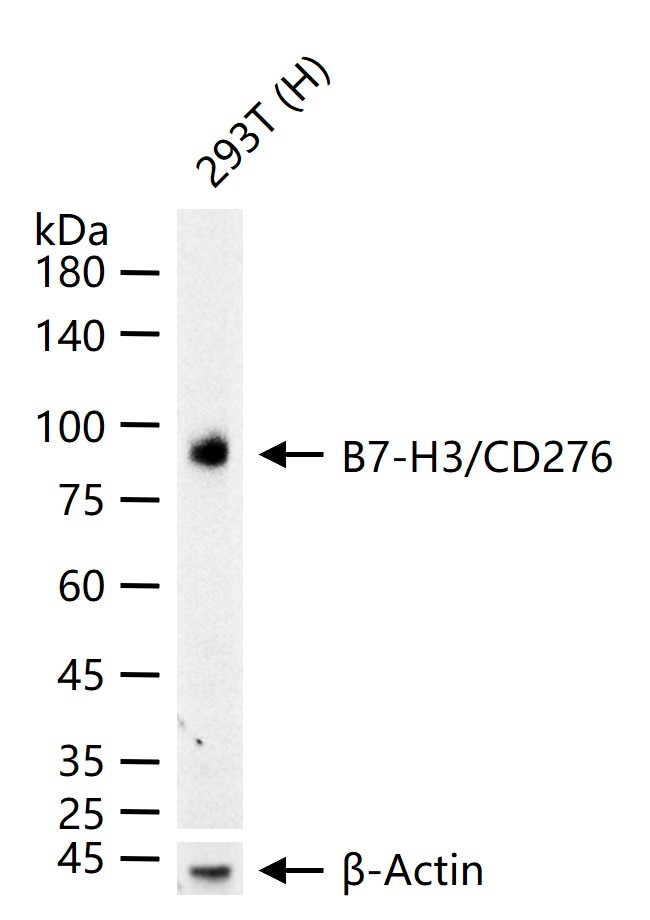 CD276重组兔单抗