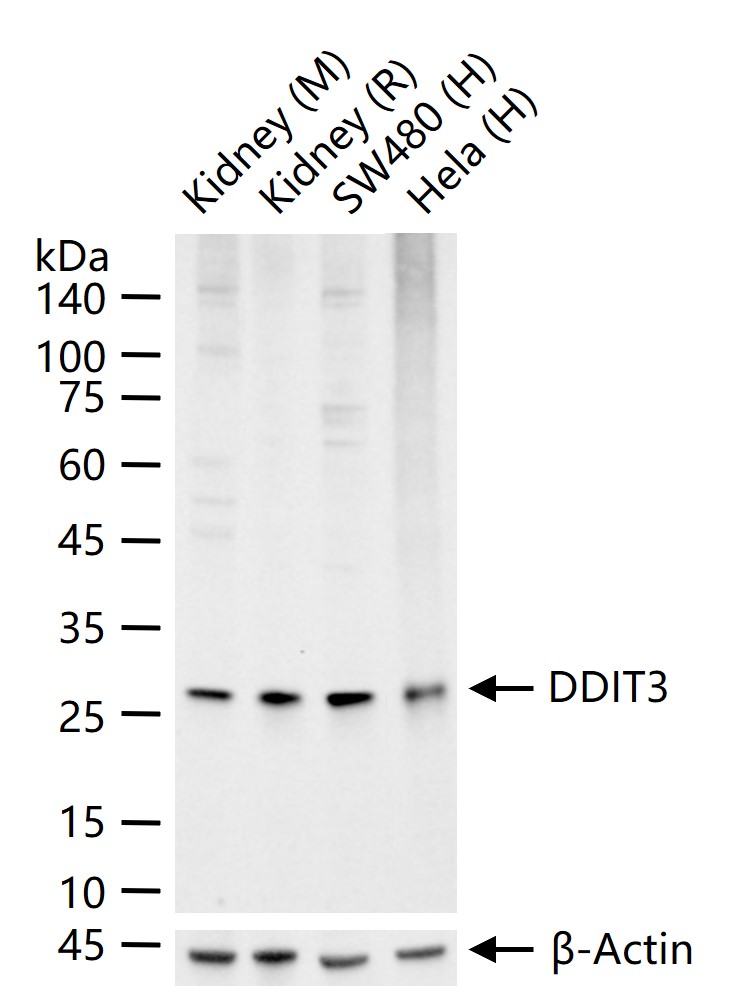 GADD153重组兔单抗