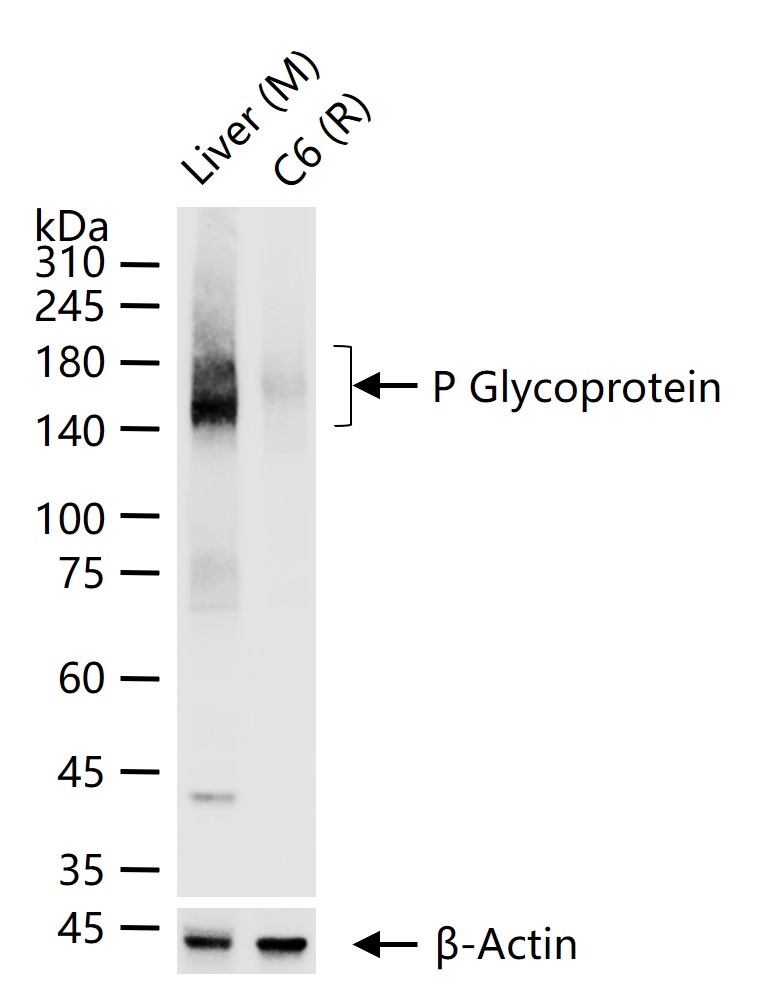 P-糖蛋白重组兔单克隆抗体