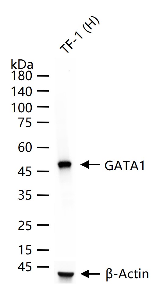 珠蛋白转录因子1抗体