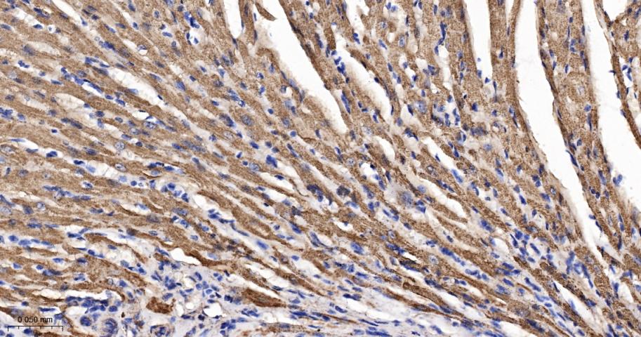 糖皮质激素调节激酶1重组兔单抗