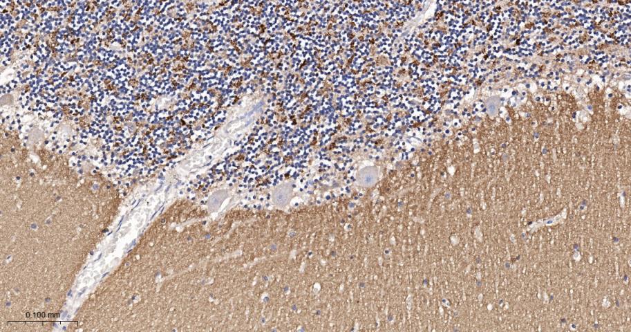 神经突触素2重组兔单抗