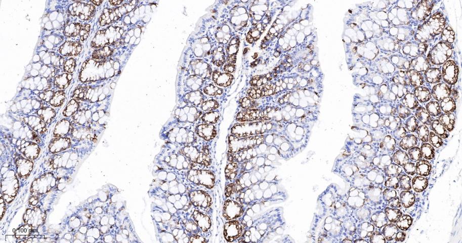周期素B2重组兔单抗