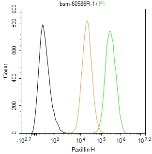 桩蛋白Paxillin重组兔单抗