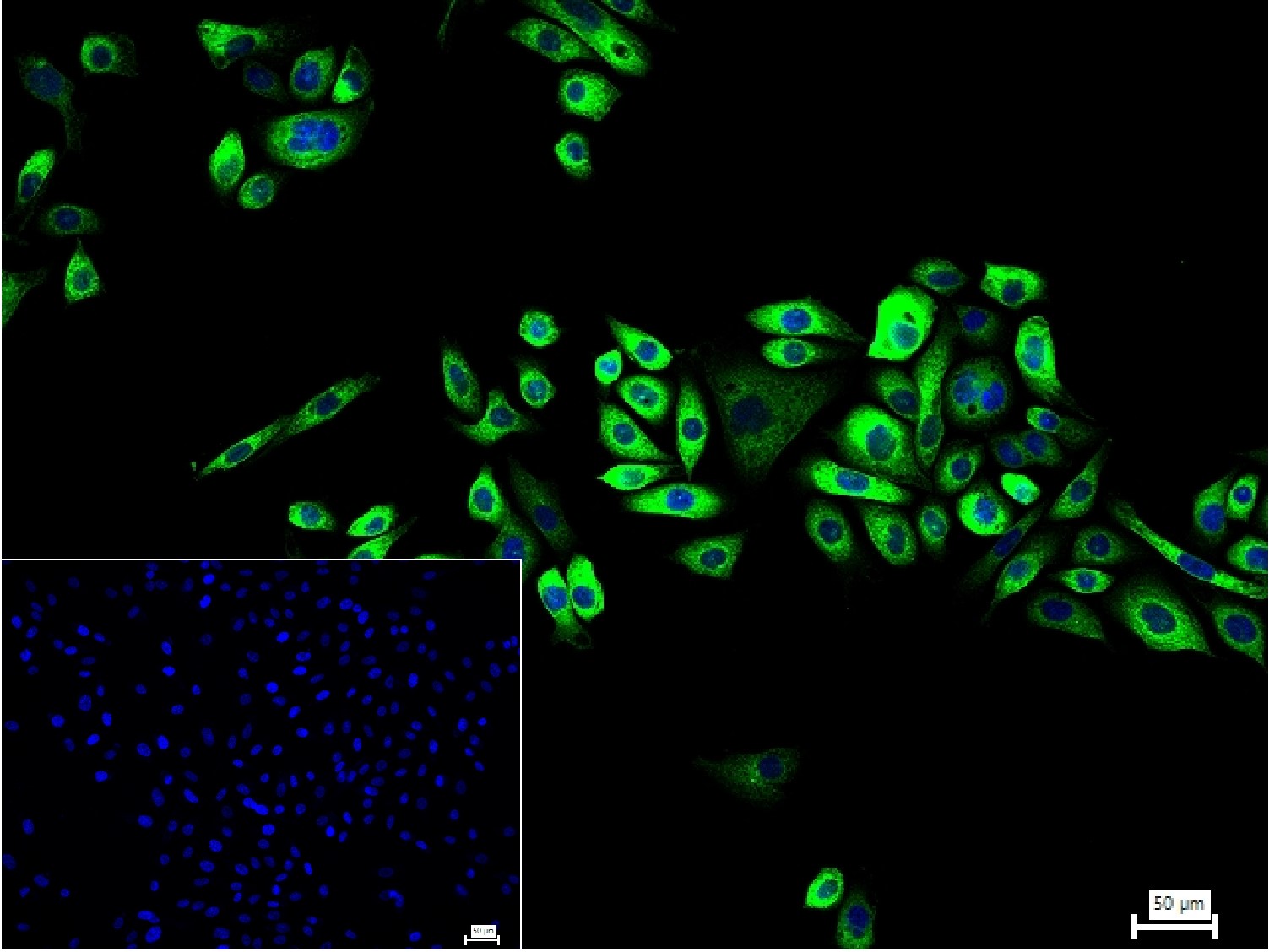 桩蛋白Paxillin重组兔单抗