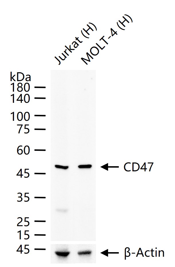 整合素相关蛋白CD47重组兔单抗