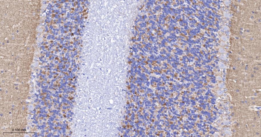 神经突触素2重组兔单抗