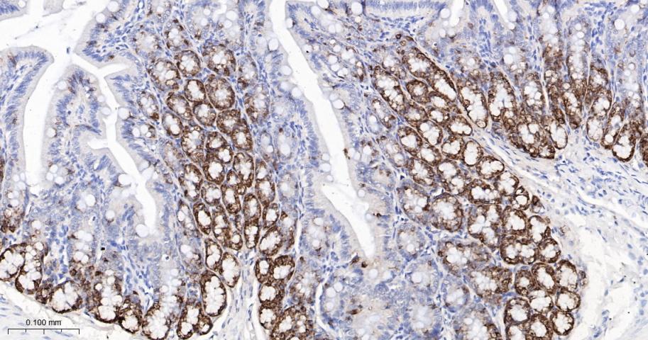 周期素B2重组兔单抗