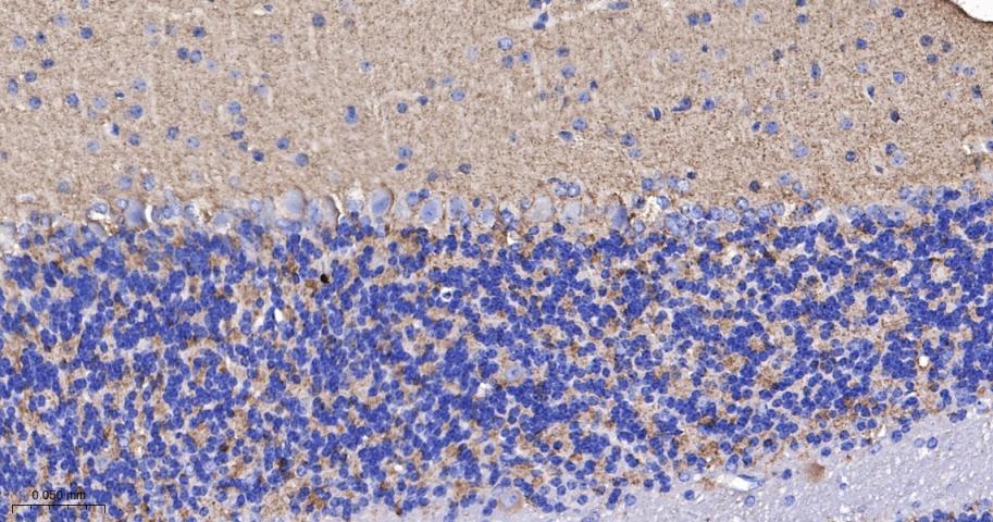 神经突触素2重组兔单抗