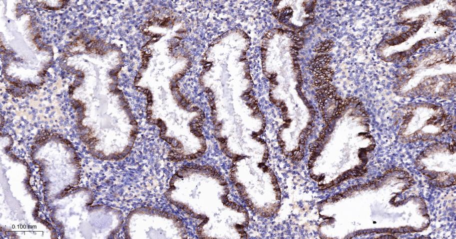CD46重组兔多克隆抗体