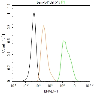 芳香烃受体核转录蛋白样1重组兔单抗