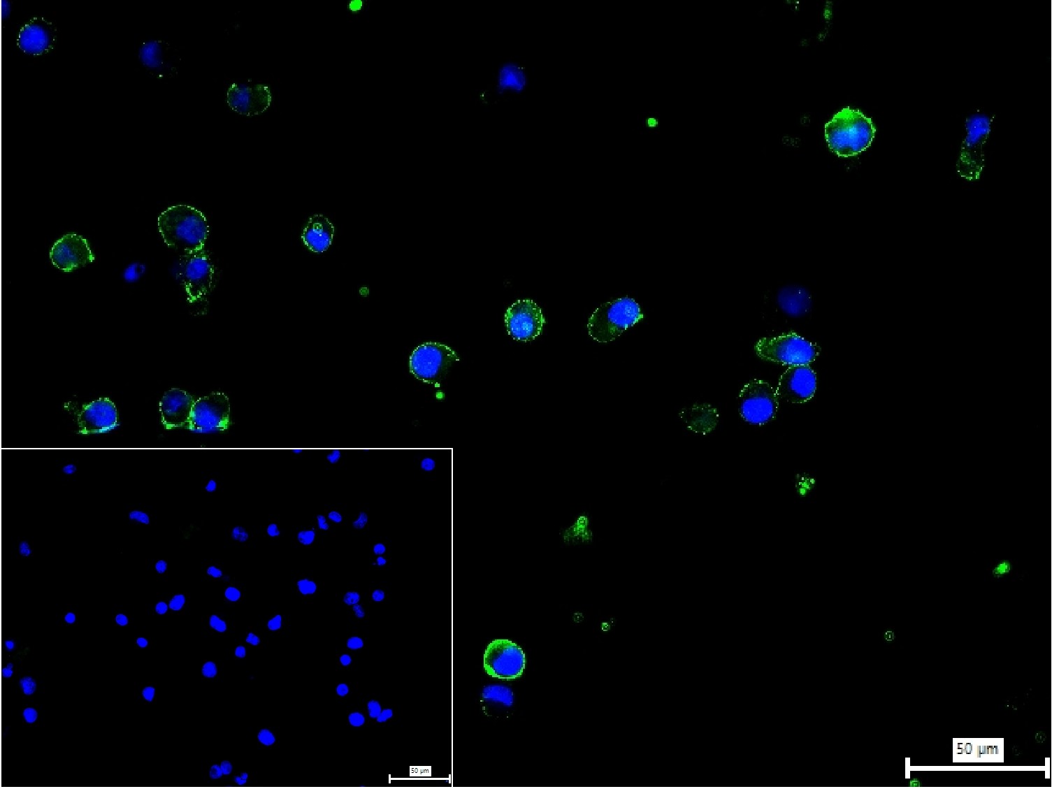 CD134重组兔单抗