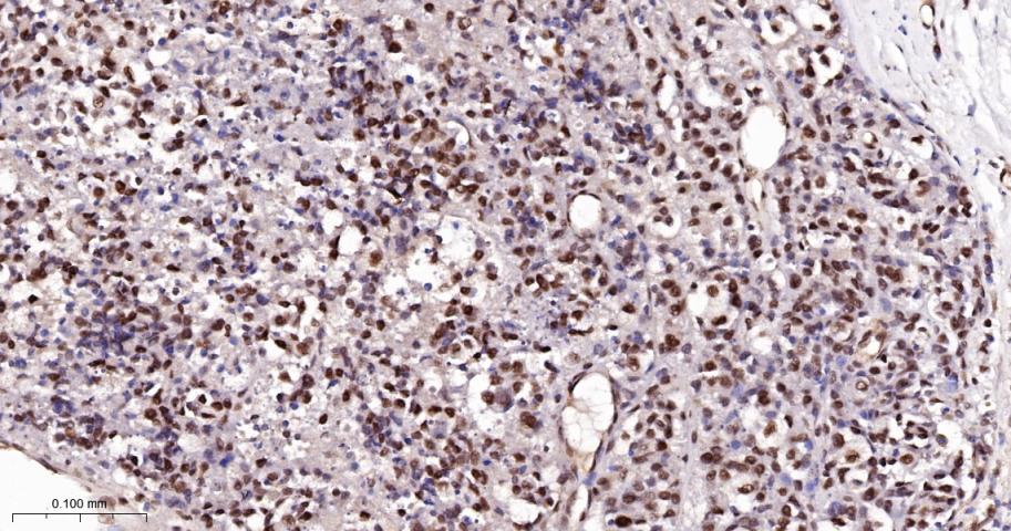 DNA修复酶Ku-80重组兔单抗