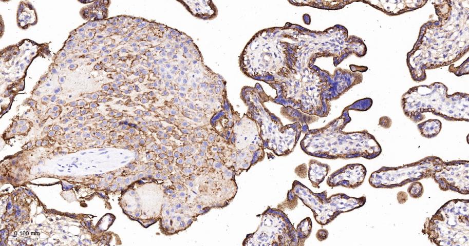 CD46重组兔多克隆抗体