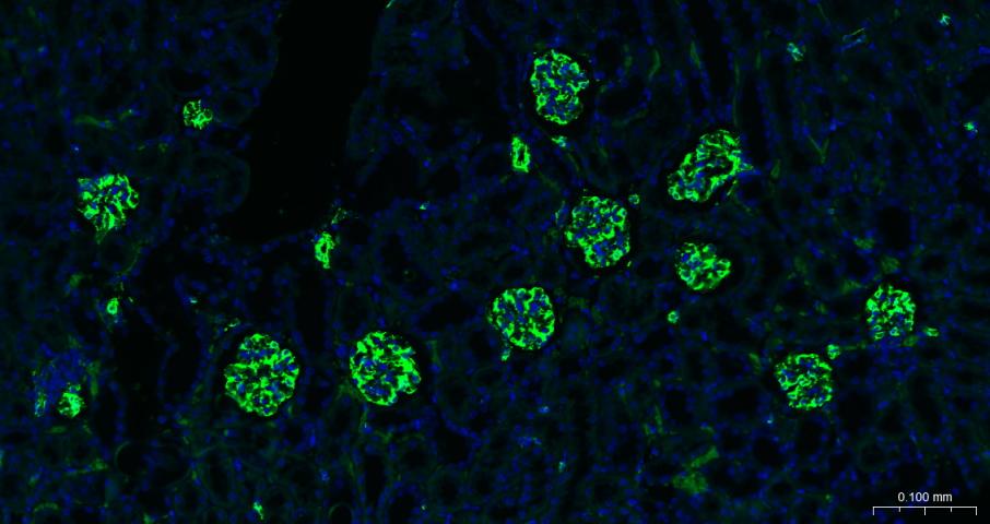 FITC标记的F(ab)2片段羊抗兔IgG H&L抗体