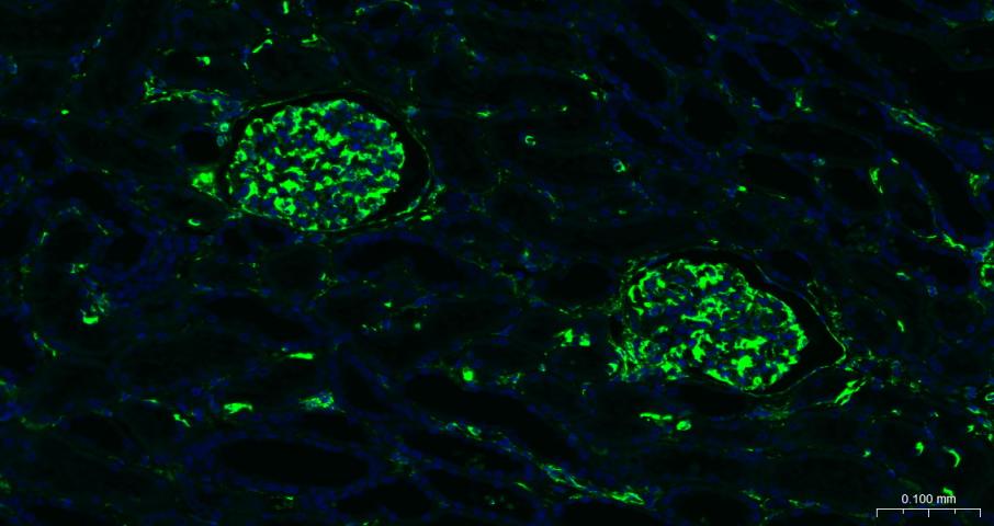 FITC标记的F(ab)2片段羊抗兔IgG H&L抗体