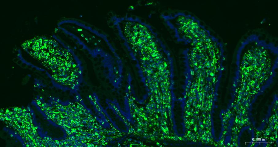 FITC标记的F(ab)2片段羊抗兔IgG H&L抗体