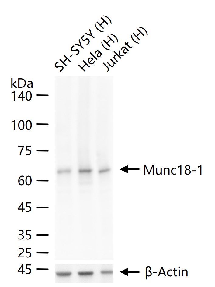 Munc18-1 Recombinant Rabbit mAb (一抗) - WB,IHC-P,IHC-F,IF | Bioss